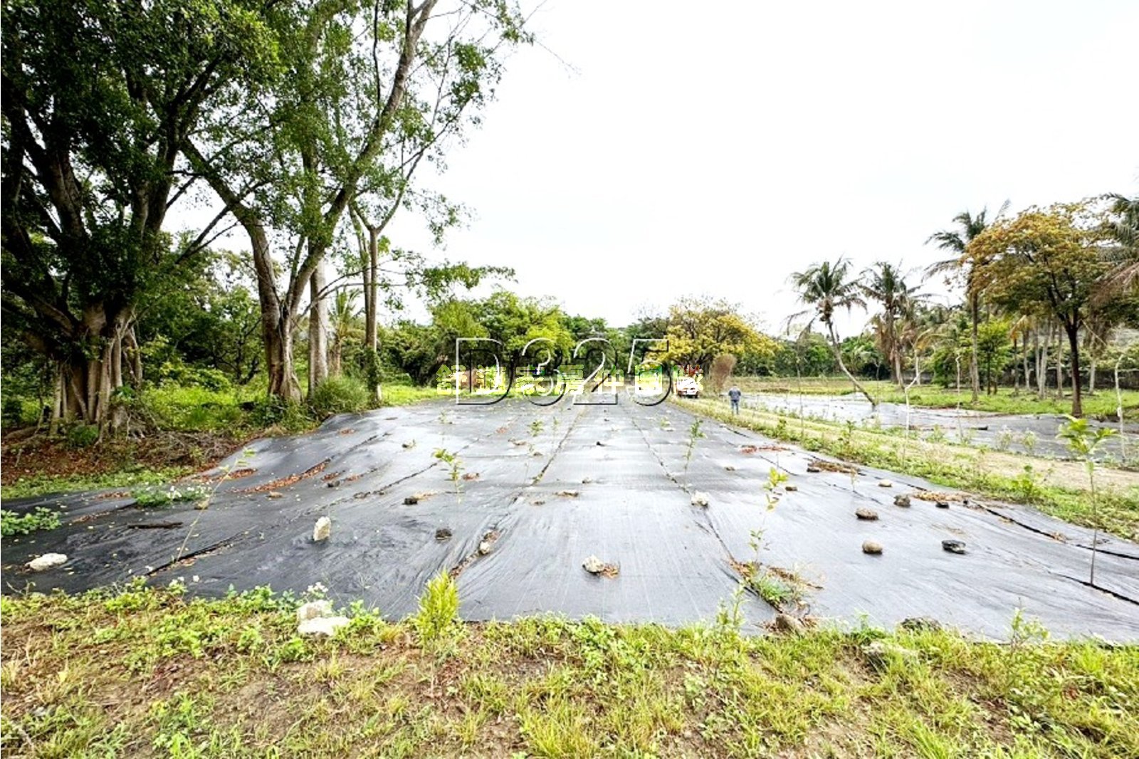 楠西萬佛寺旁都內農地
